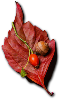 Thierry terrasson - Artisan traiteur - 05 49 69 10 55 - SPAR Menigoute(79)
